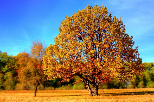 best time to plant a tree in peoria IL