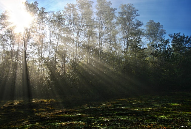 The Benefits Of Hiring A Professional For Tree Removal In Peoria Illinois