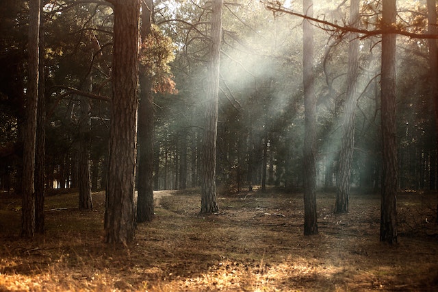 cost of tree removal service in Peoria Illinois