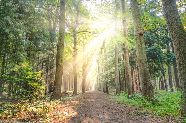 how to choose the right tree removal company