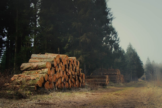 different methods of tree removal available