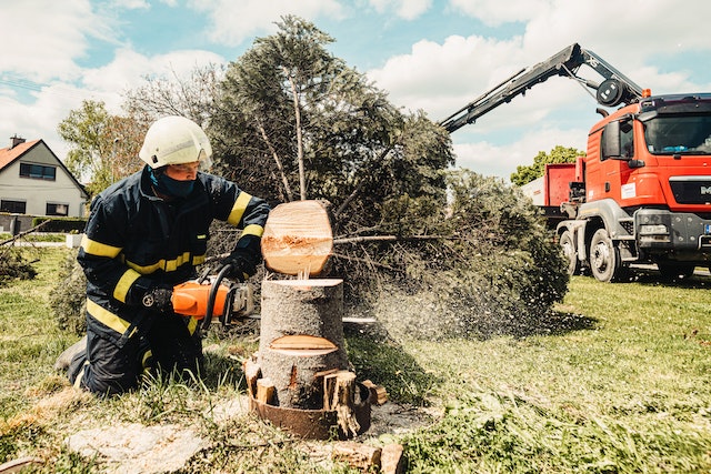 tree-removal-and-tree-services.jpg tree removal and tree services
