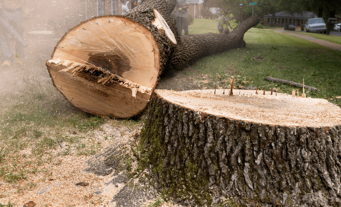 tree removal in galesburg (1)