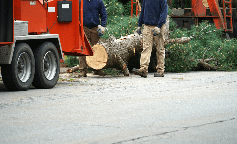 tree removal in galesburg il (1)