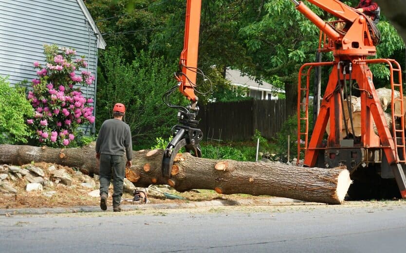 tree service galesburg illinois (1)