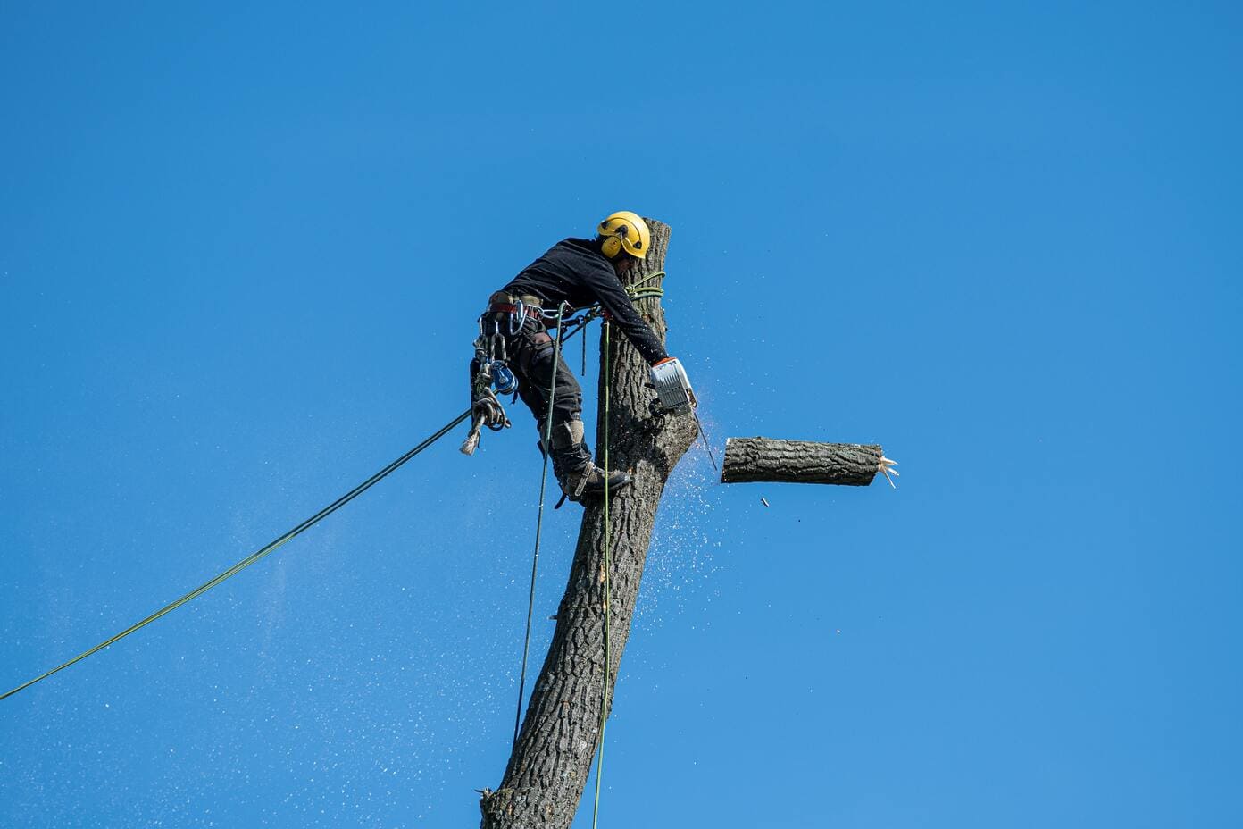 tree services galesburg illinois (1)