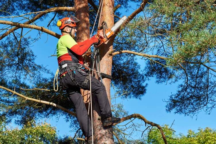 tree trimming services