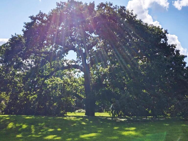 Giant Oak Park - Peoria IL